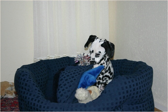 oder Nest zerw�hlen?
